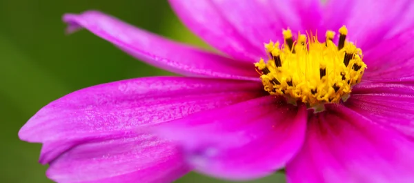 Makro szemcsésedik-ból rózsaszín Cosmos virág. — Stock Fotó