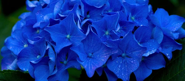 Macro image de fleur d'hortensia bleue . — Photo