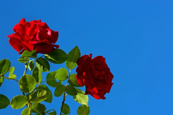 Two red roses on sunny sky.