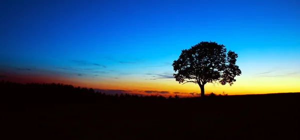 Coucher de soleil sous l'arbre . — Photo