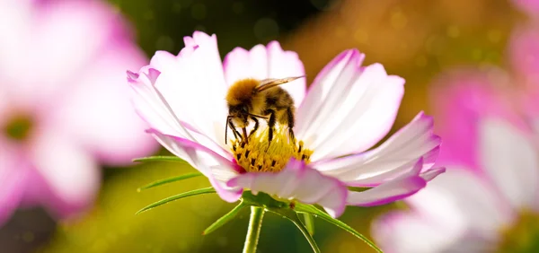 Bee on white Cosmos flower. — Stock Photo, Image