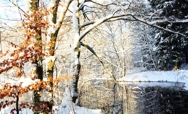 stock image Winter tree with reflection in water.