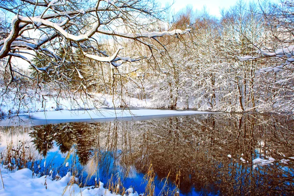 Зимнее дерево на фоне голубого неба с отражением в воде . — стоковое фото