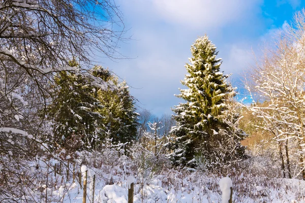 Fondo de Navidad con abetos nevados . —  Fotos de Stock