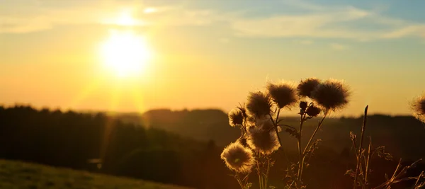 Planta de grama vintage no pôr do sol de verão . — Fotografia de Stock