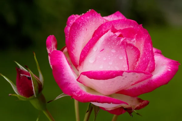 Beautiful pink rose closeup. — Stock Photo, Image