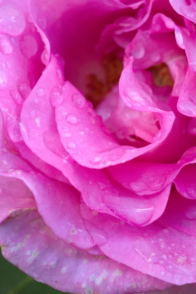 Vacker Rosa Ros närbild. — Stockfoto