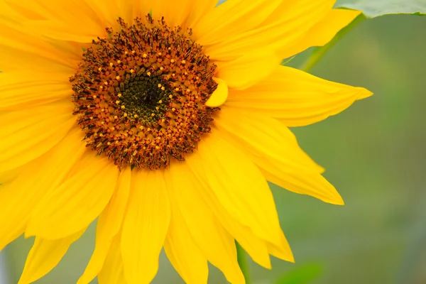 Close-up macro shot a sunflower. — Stock Photo, Image