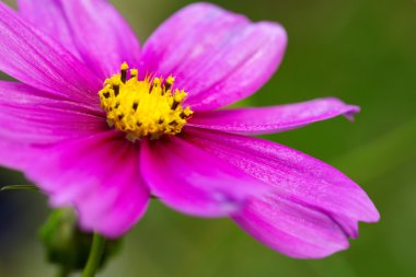 Pembe Cosmos çiçek makro çekim.