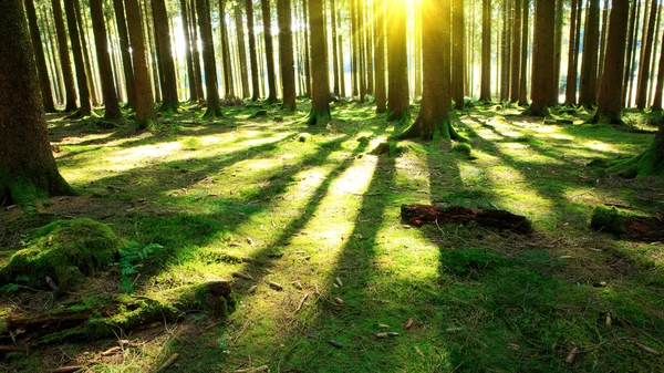 Bright sun in the forest . — Stock Photo, Image