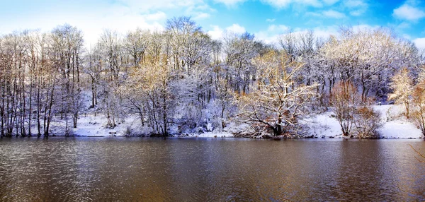 언된 나무의 겨울 풍경 . — 스톡 사진