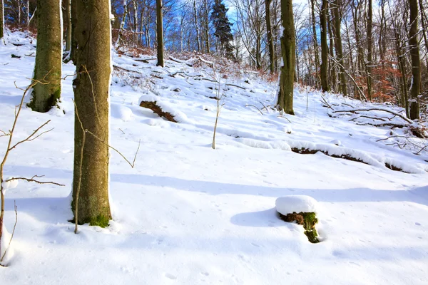 겨울 숲과 눈. — 스톡 사진