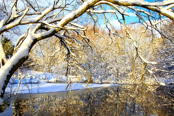 Árvore de inverno contra um céu azul com reflexão na água . — Fotografia de Stock