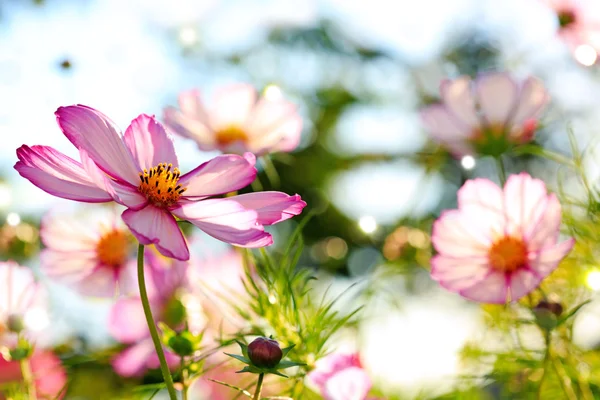 Letní květy pozadí. — Stock fotografie