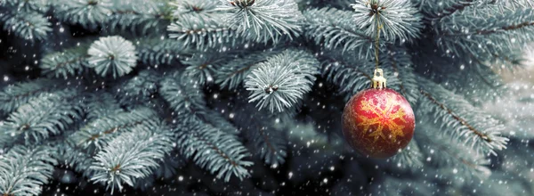 Close up van rode kerst bal op de vertakking van de beslissingsstructuur van de spar — Stockfoto