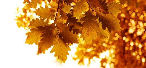 オークの葉と紅葉の背景. — ストック写真