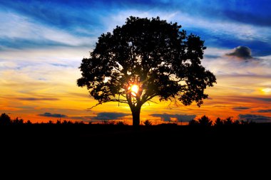 Sunrise ağacı.