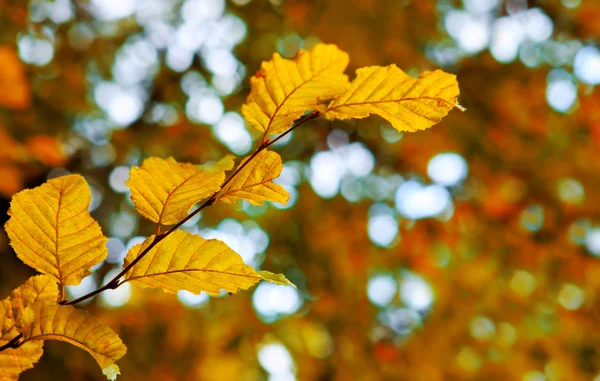 Jesienny tło o żółtych liściach. — Zdjęcie stockowe
