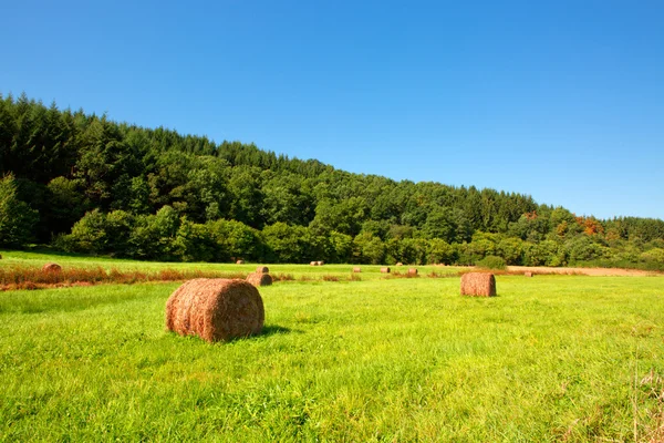 Landbouwgrond met strobalen na de oogst. — Stockfoto