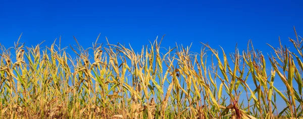 Campo de milho verde sobre o céu azul . — Fotografia de Stock