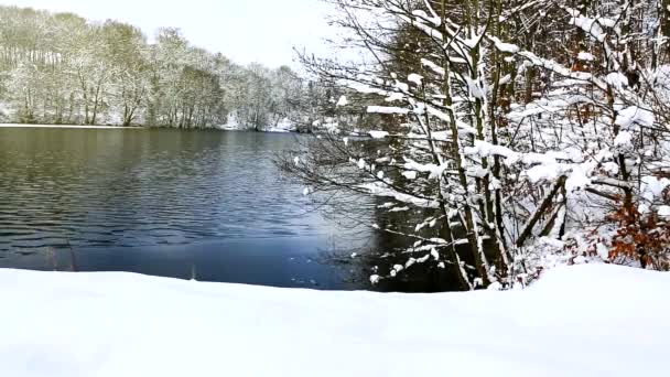 Paisaje invernal de árboles congelados y lago forestal . — Vídeos de Stock