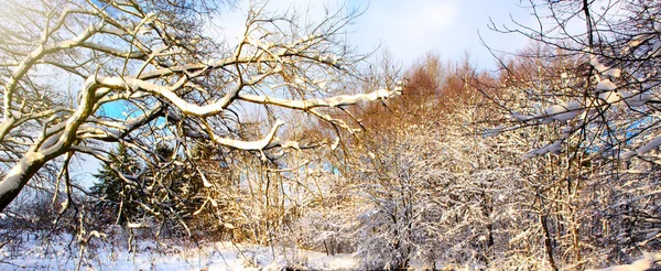 Гілка дерева і зимовий ліс . — стокове фото