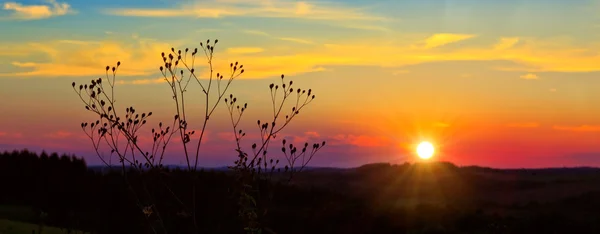 Vintage grass plant on summer sunset. — Stock Photo, Image