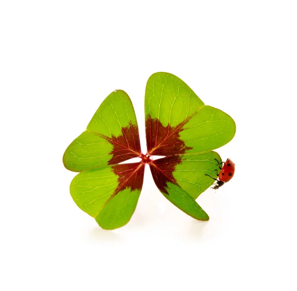 Four-leaf clover and ladybug. — Φωτογραφία Αρχείου