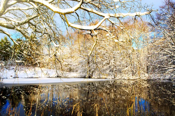 Lago e árvores de inverno. — Fotografia de Stock