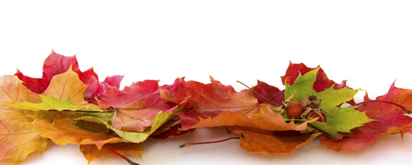 Otoño de arce hojas de fondo. — Foto de Stock