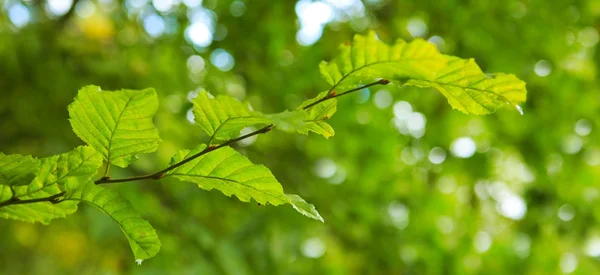 Achtergrond met groene bladeren. — Stockfoto