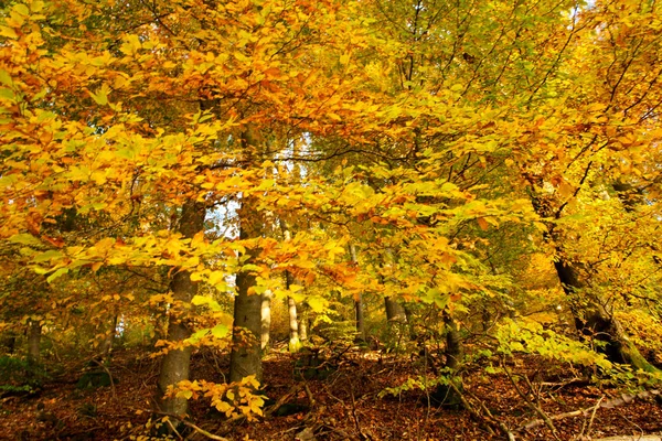 秋天的森林和五彩斑斓的树叶. — 图库照片