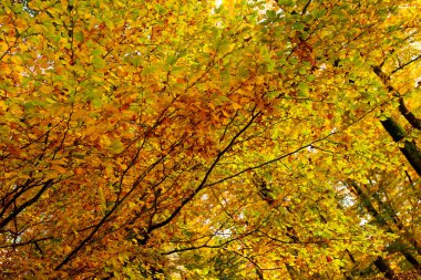 Sonbahar ormanı ve renkli yapraklı ağaçlar.
