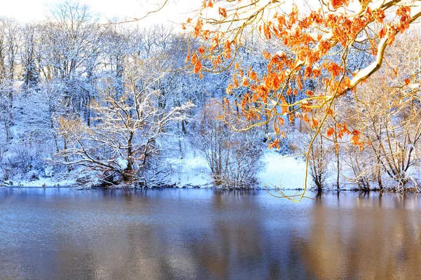 나무와 숲의 호수 겨울 풍경. — 스톡 사진