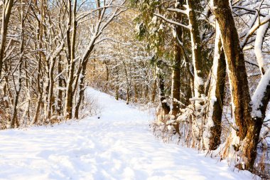 Kış ormanı ve kar.