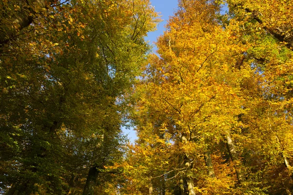 紅葉の森と木々. — ストック写真