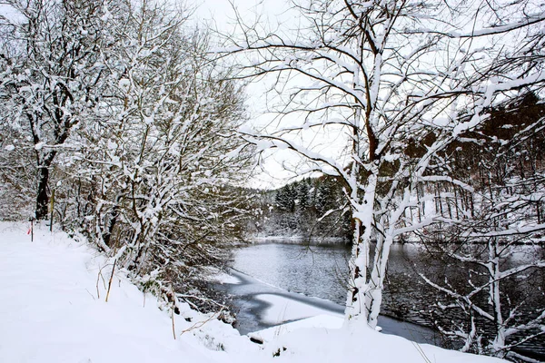 눈에 겨울 나무. — 스톡 사진