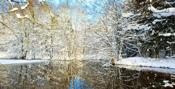 물에 반사에 대 한 겨울 나무. — 스톡 사진