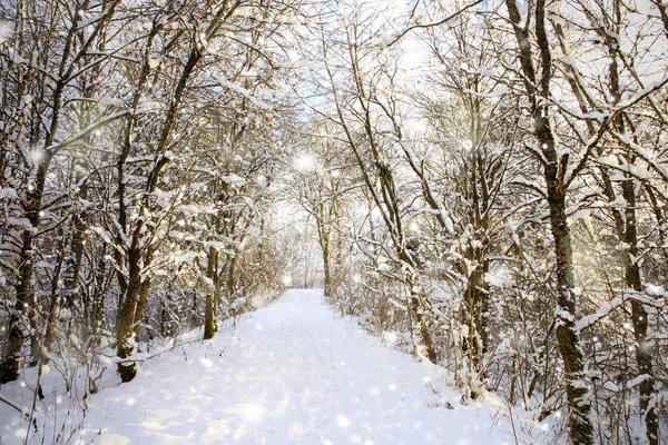 Forêt d'hiver et chutes de neige . — Photo