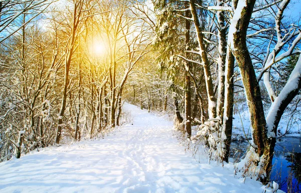 Coucher de soleil d'hiver avec des arbres dans la neige . — Photo