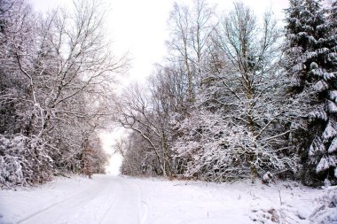 Kış ormanında karlı ağaçlar.