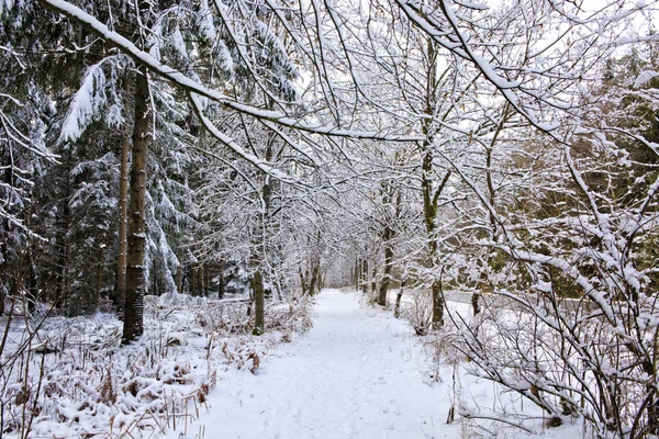 겨울 숲에 눈이 핀 나무. — 스톡 사진