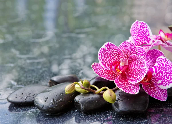 Conceito de spa com pedras zen e orquídea . — Fotografia de Stock