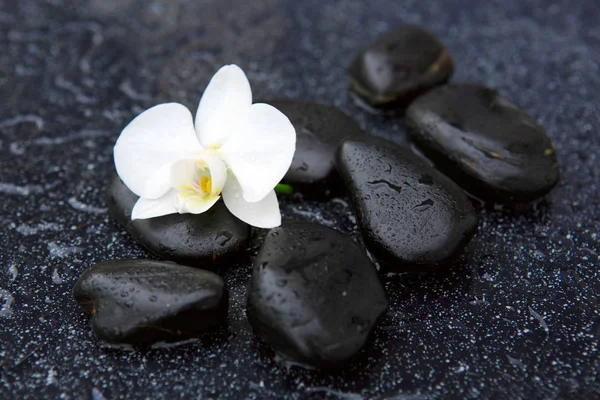 Single white orchid and black stones close up. — Stock Photo, Image