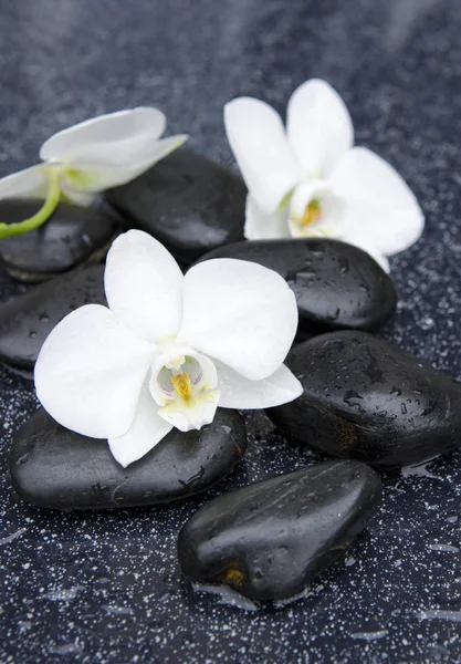 Orquídea blanca y piedras negras de cerca . —  Fotos de Stock