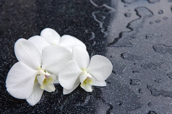 Tres flores blancas de la orquídea . —  Fotos de Stock