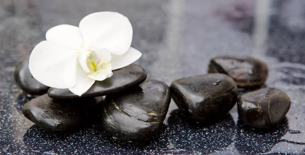 Orquídea única blanca y piedras negras de cerca . — Foto de Stock