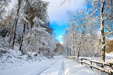 Kış ormanında karlı ağaçlar.