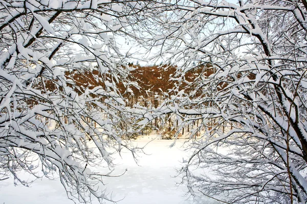 Arbres avec neige dans la forêt d'hiver. — Photo