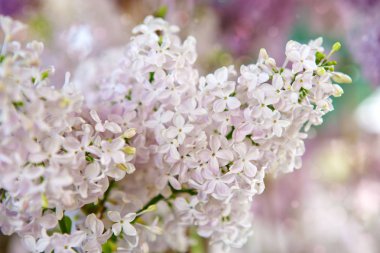 Beyaz leylak çiçekler üzerinde arka plan bulanık izole.